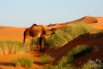 tuareg2011235.jpg