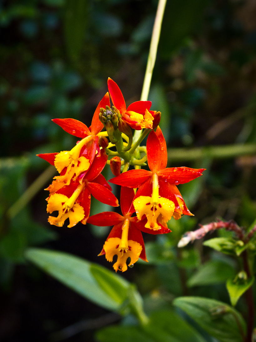 Vystava orchidei Fata Morgana